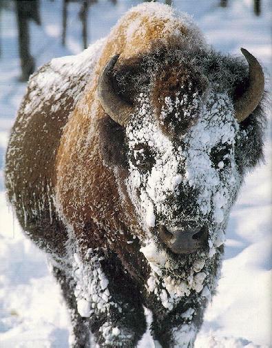[bison2-snow.jpg]