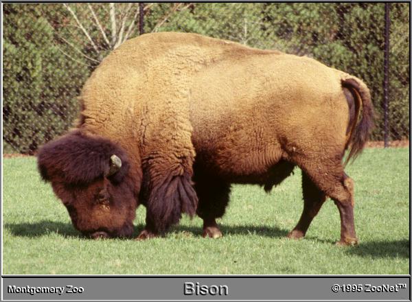 [bison_MontgomeryZoo.jpg]