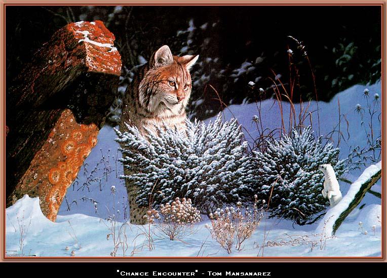 [wwart105-Bobcat-in_snow_forest.jpg]