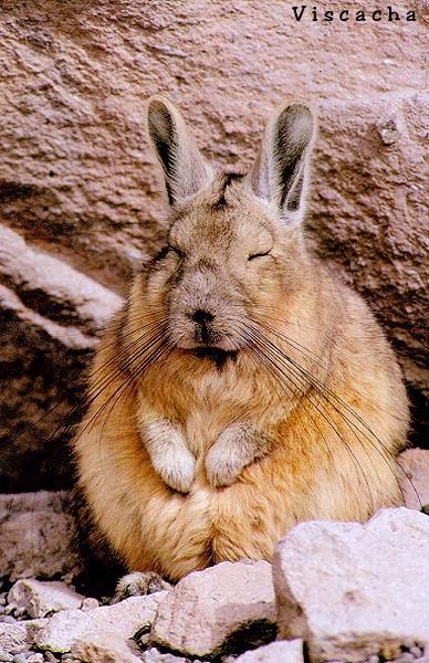 [rabbit-viscacha.jpg]
