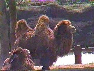 [BactrianTwo-humpedCamels-anim035.jpg]