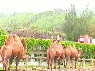 [camels-anim031.jpg]