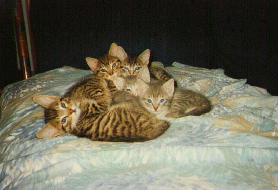 [BrownStripedHouseCats-NalaKids-Kittens_on_bed.jpg]