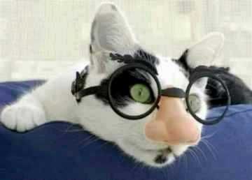 [Cat Glasses.jpg]