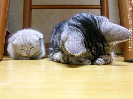 [Cat praying.jpg]