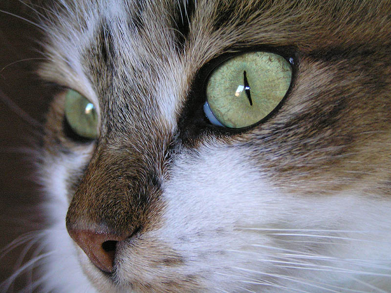 [Cat's Eyes 1.jpg]