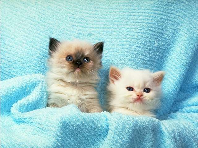 [Cute & lovable kittens.jpg]