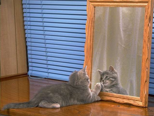 [Cute Kitten in looking glass.jpg]