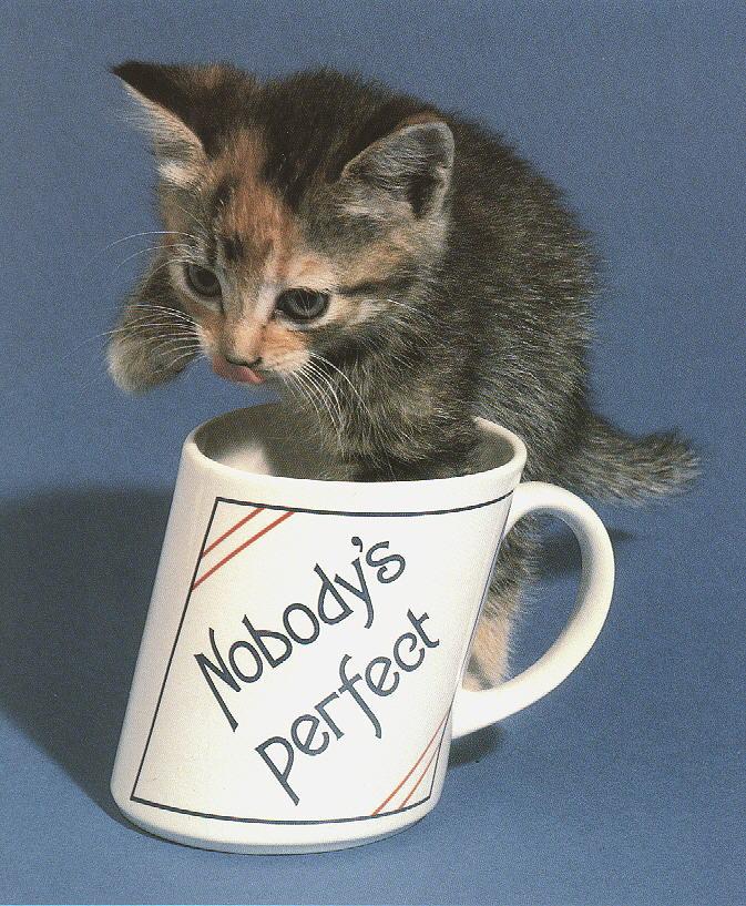[HouseCat_Kitten-With_mug_cup.jpg]