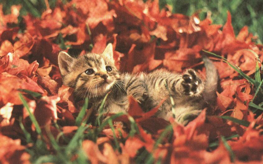 [HouseCat_Kitten-leafbed.jpg]
