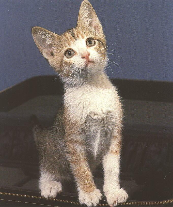 [HouseCat_bag-Kitten.jpg]