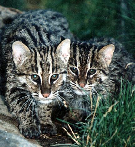 [Wildcats4-2Young_fishing_cats.jpg]