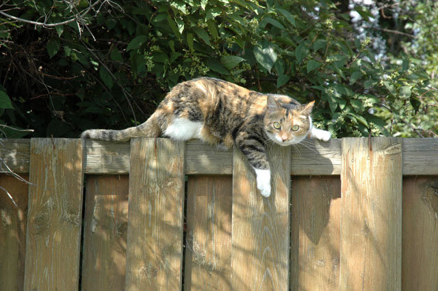 [cat-on-fence.jpg]