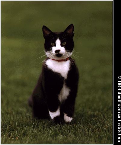 [socks-sitting-on-grass_cat.jpg]