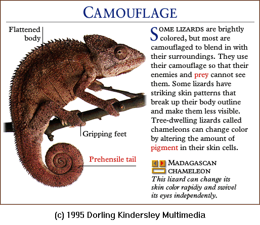 [DKMMNature-Reptile-MadagascanChameleon.gif]