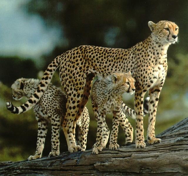 [CheetahCubs11-Mom_n_2young-OnLog.jpg]
