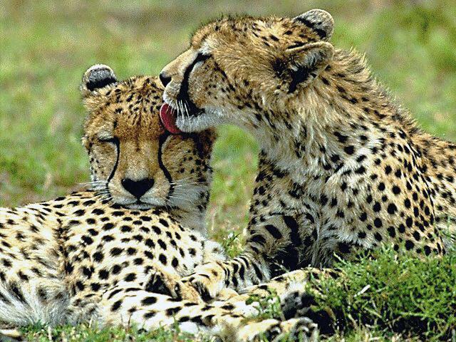 [Cheetahs-Couple-LickingHead.jpg]