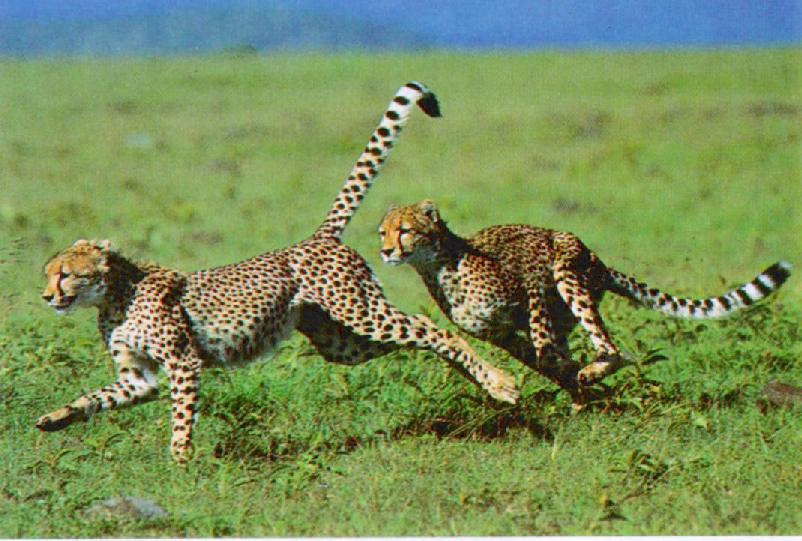 [Cheetahs_J00-The_Fast_Runners.jpg]