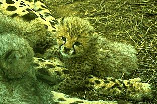 [SDZ_0239-Cheetah-Cub.jpg]
