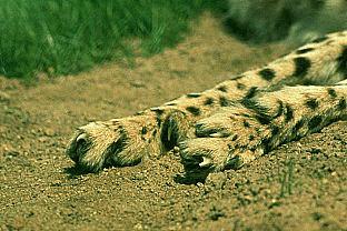 [SDZ_0370-Cheetah-Foot-Closeup.jpg]