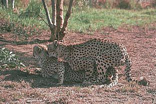 [SDZ_0372-Cheetahs-Mating.jpg]