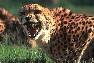 [SDZ_0381-Cheetah-Roaring.jpg]