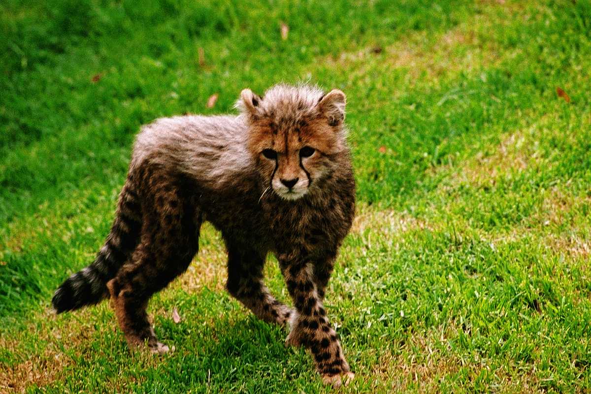 [aex50302-Cheetah-Cub.jpg]
