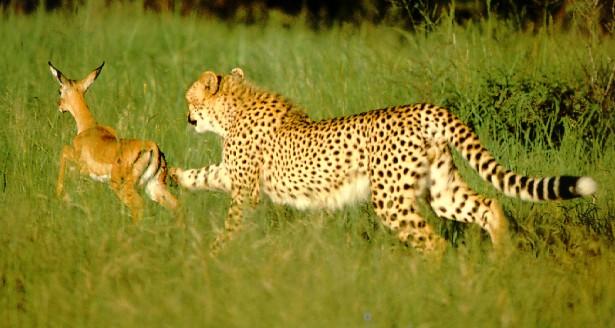[afwld027-Cheetah-Hunting-YoungAntelope.jpg]