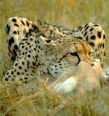 [afwld035-Cheetah-Dinner.jpg]