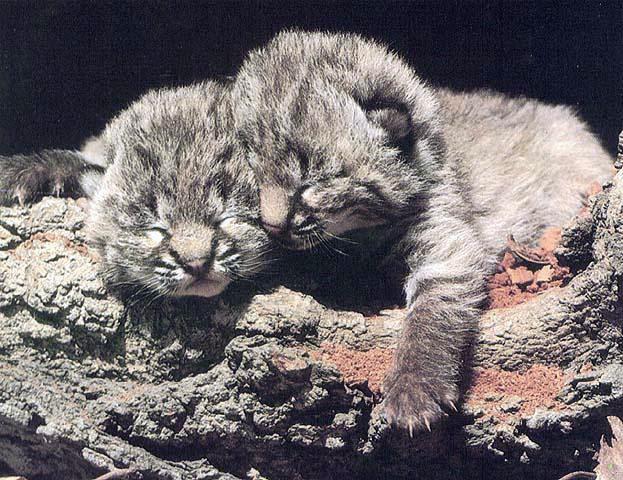 [bigcat17-babycheetahs-sleepy.jpg]