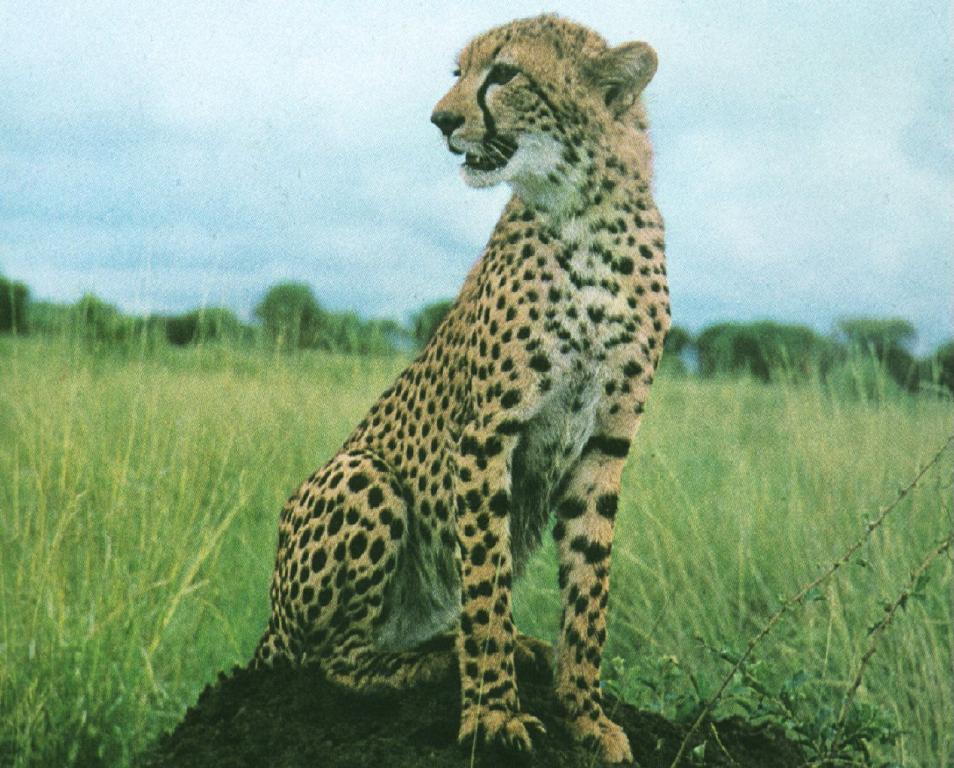 [cheetah-1.jpg]