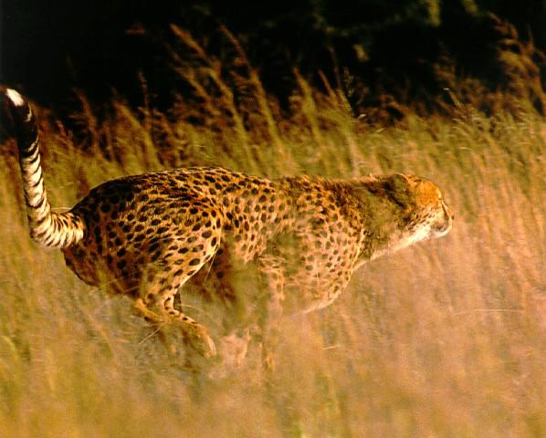 [cheetah01-FastRun.jpg]
