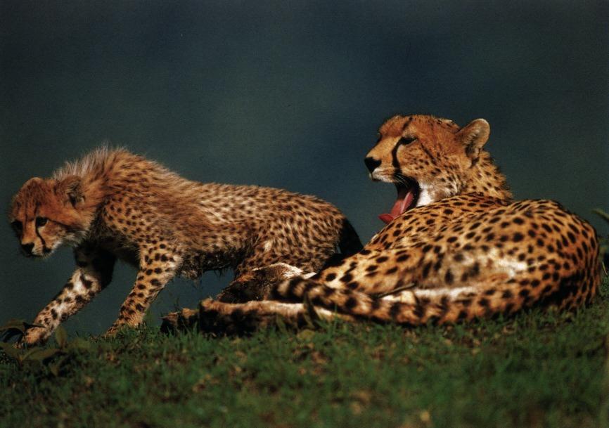 [cheetah01gt-MomNPup.jpg]