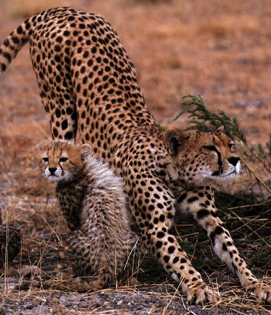 [cheetah05gt-MomRumpNPup.jpg]