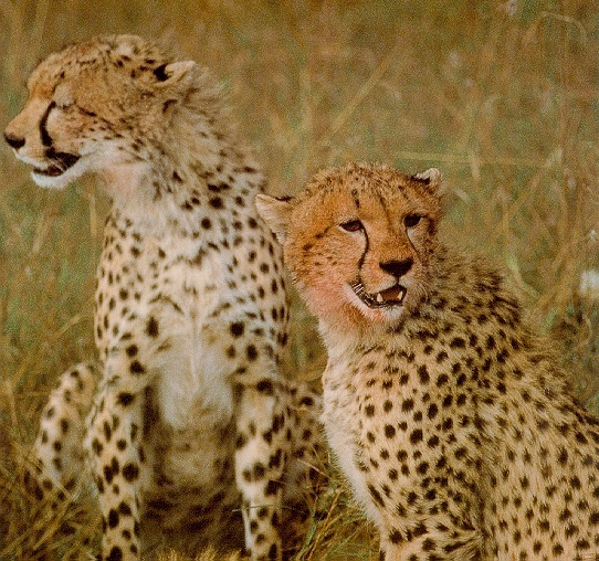 [cheetah3.jpg]
