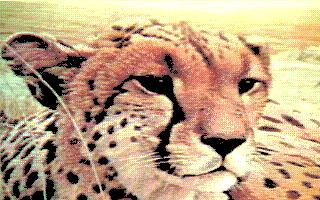 [cheetah_face.jpg]
