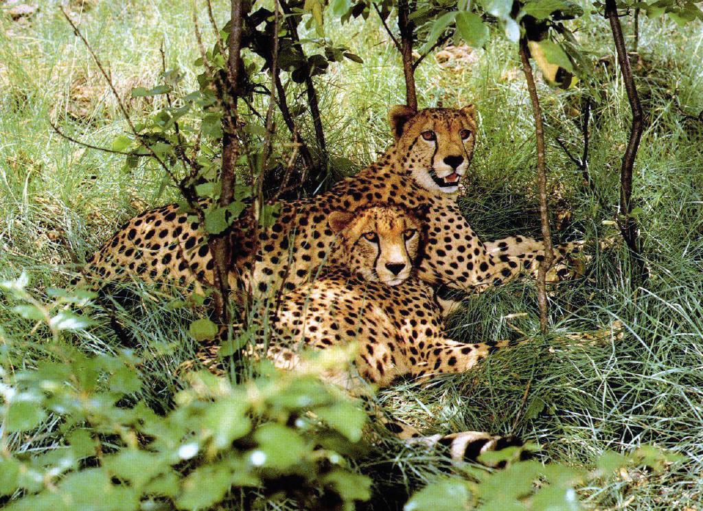 [cheetahs22-2Adults-Relaxing_in_forest.jpg]