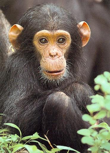 [chimpanzee02.jpg]