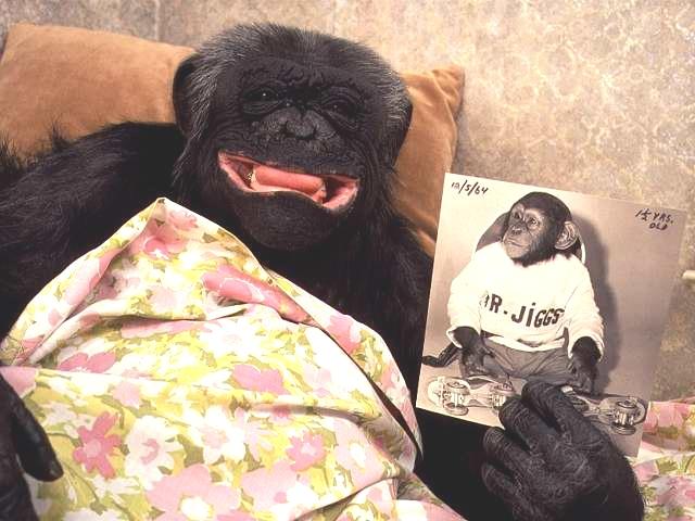 [chimpanzee_with_baby_pic.jpg]