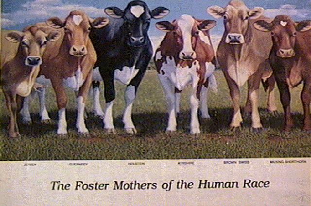 [Cows-FosterMothers-painting.jpg]
