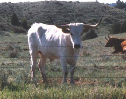 [LonghornSteer-Cows.jpg]