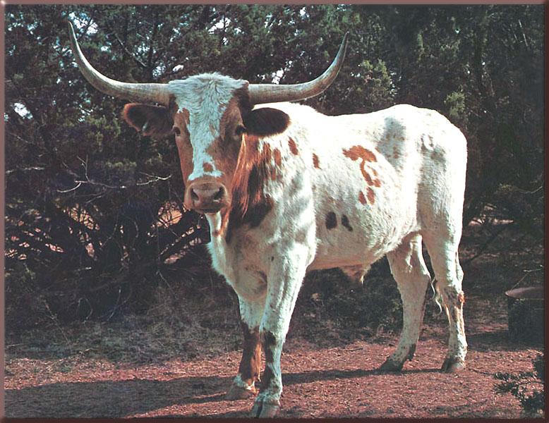[LonghornSteer_01-Cow-Brown_spotted_white.jpg]