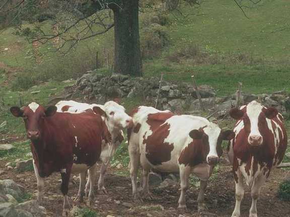 [Vermont_g02c0085-Cows.jpg]