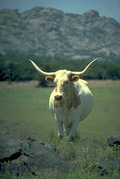 [cattle0917d_Long-hornedCow.jpg]