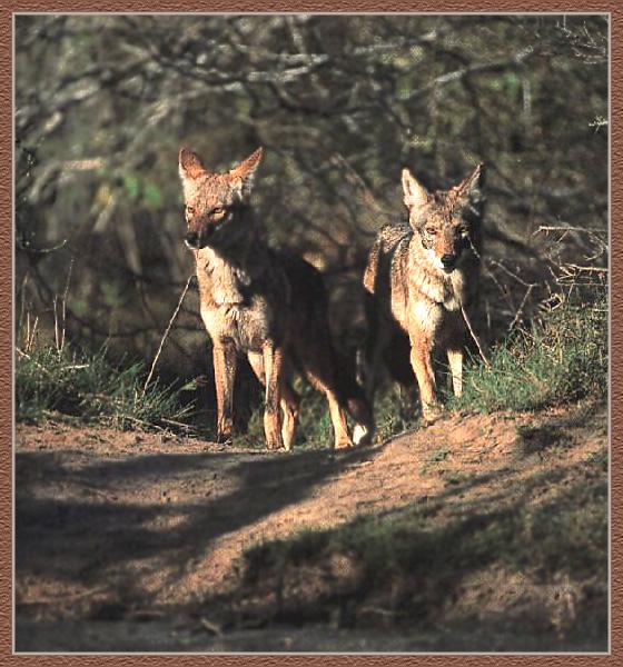 [Coyote_07-2Adults-Standing-OnPath-InForest.jpg]