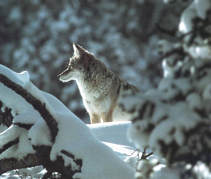 [Coyote_101-Standing_in_snow_forest.jpg]