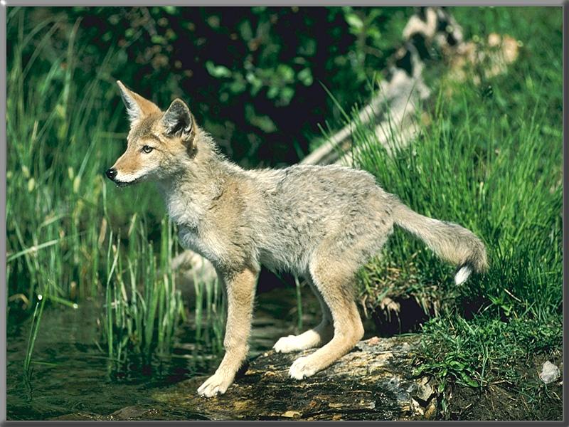 [Coyote_Young_by_the_swamp.jpg]
