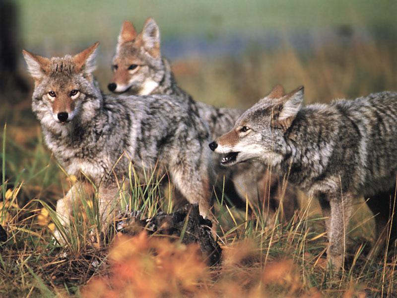 [Coyotes_040-Pack_of_three-Moving.jpg]