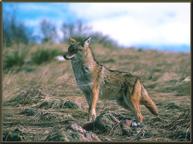 [coyote 08.jpg]