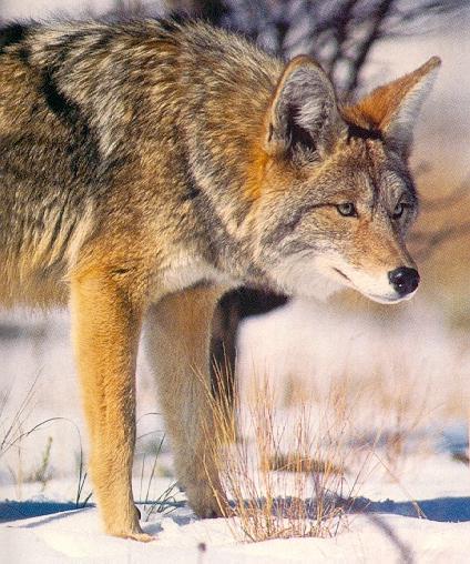 [coyote02-OnSnow-Closeup.jpg]